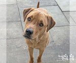 Small #1 Labrador Retriever-Retriever  Mix