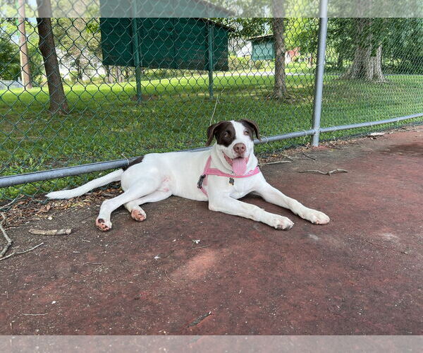 Medium Photo #10 Pointer-Unknown Mix Puppy For Sale in Rockaway, NJ, USA