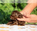 Small #8 ShihPoo