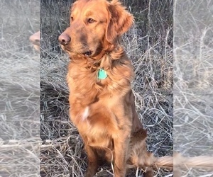 Father of the Golden Retriever puppies born on 07/18/2020