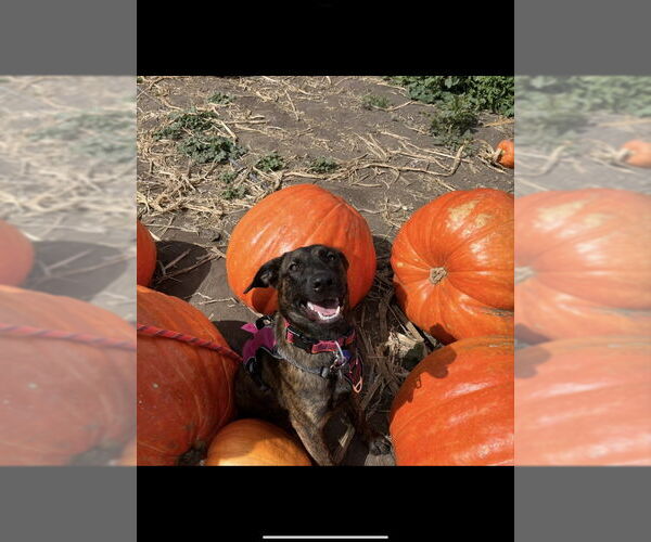 Medium Photo #1 Holland Shepherd-Unknown Mix Puppy For Sale in San Diego, CA, USA