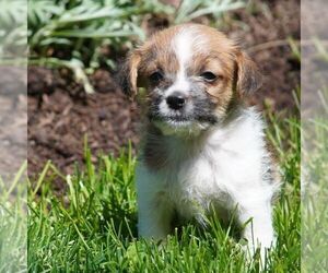 Jack Russell Terrier-Shih Tzu Mix Puppy for sale in EAST EARL, PA, USA