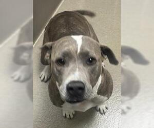 American Staffordshire Terrier Dogs for adoption in Fort Lauderdale, FL, USA