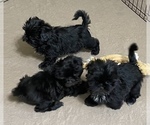 Small Photo #6 Shih Tzu Puppy For Sale in GLOUCESTER, VA, USA