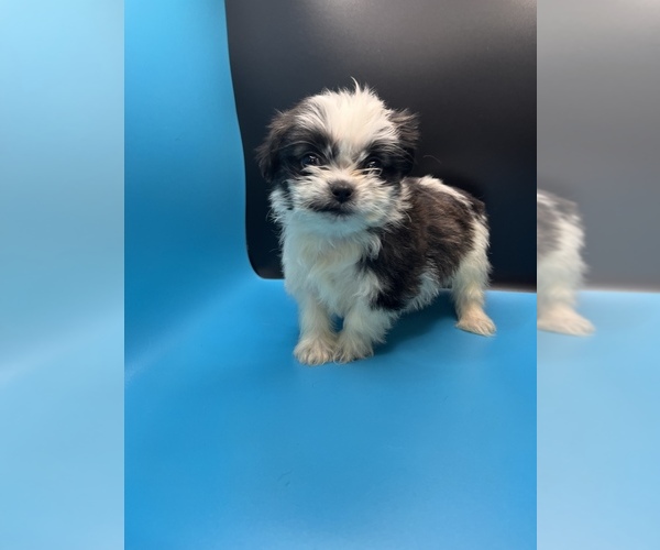 Medium Photo #4 Maltipoo-Shih Tzu Mix Puppy For Sale in SAINT AUGUSTINE, FL, USA