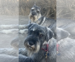 Schnauzer (Standard) Litter for sale in PISMO BEACH, CA, USA