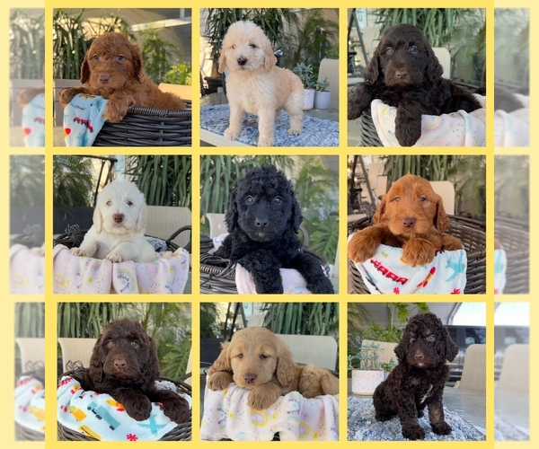 Medium Photo #1 Labradoodle Puppy For Sale in FRESNO, CA, USA