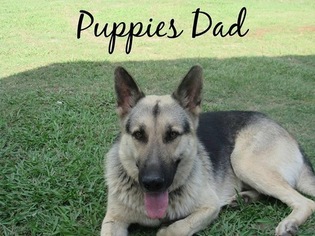 Father of the German Shepherd Dog puppies born on 06/03/2018