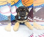 Small Photo #7 German Shepherd Dog Puppy For Sale in LANCASTER, PA, USA