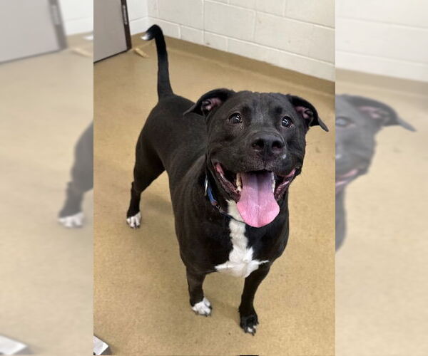 Medium Photo #1 American Pit Bull Terrier Puppy For Sale in Derwood, MD, USA