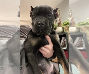 Cane Corso Puppy for sale in FREDERICKSBURG, OH, USA