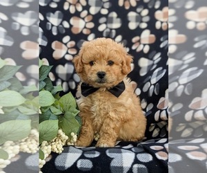 ShihPoo Puppy for sale in PEACH BOTTOM, PA, USA