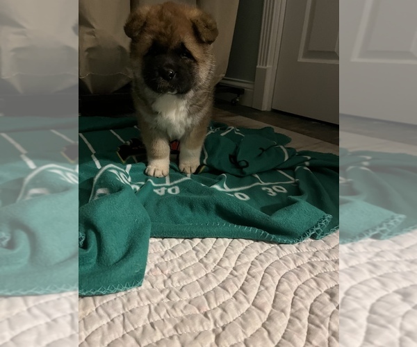 Medium Photo #4 Akita Puppy For Sale in MUNFORDVILLE, KY, USA