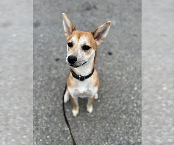 Medium Photo #7 Chihuahua-Spaniel Mix Puppy For Sale in Brewster, NY, USA