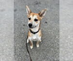 Small #6 Chihuahua-Spaniel Mix