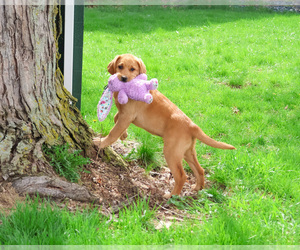 Labrador Retriever Puppy for sale in SYRACUSE, IN, USA