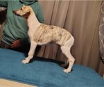 Small #1 Whippet
