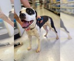 Small #1 American Staffordshire Terrier Mix