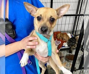 Chihuahua Dogs for adoption in San Bernardino, CA, USA