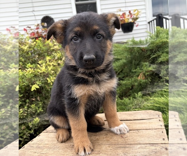Medium Photo #4 German Shepherd Dog Puppy For Sale in MIDDLEBURY, IN, USA