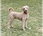 Small Photo #2 Poodle (Standard) Puppy For Sale in Olalla, WA, USA