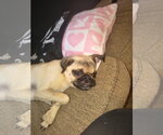 Linus - Male Pug Dog for Adoption - Small photo