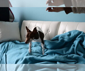 Sugar Plum - Pending Adoption - Female Foxy Rat Terrier Dog for Adoption - Photo #8