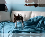 Small #7 Foxy Rat Terrier