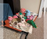 Small #1 Chihuahua Mix