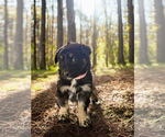 Small Photo #16 Australian Shepherd Puppy For Sale in WILLIAMS, AZ, USA