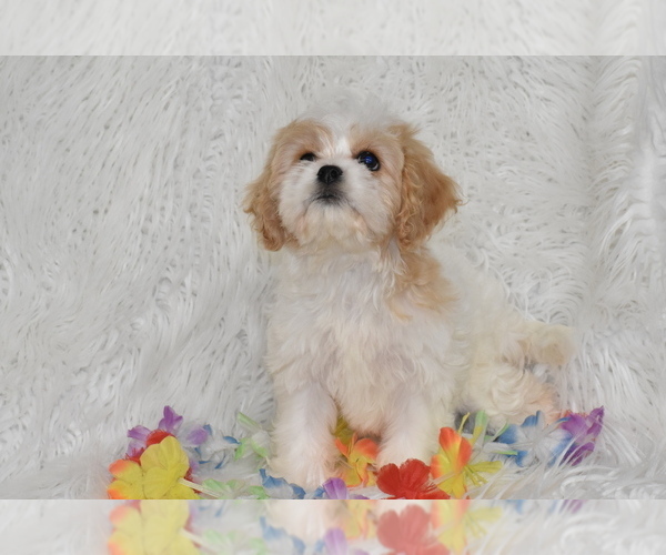 Medium Photo #4 Cavachon Puppy For Sale in ELDORADO, OH, USA