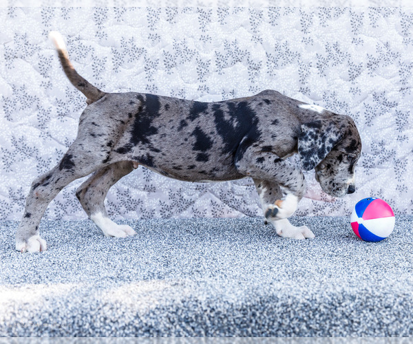 Medium Photo #21 Great Dane Puppy For Sale in WAKARUSA, IN, USA