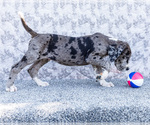 Small #2 Great Dane