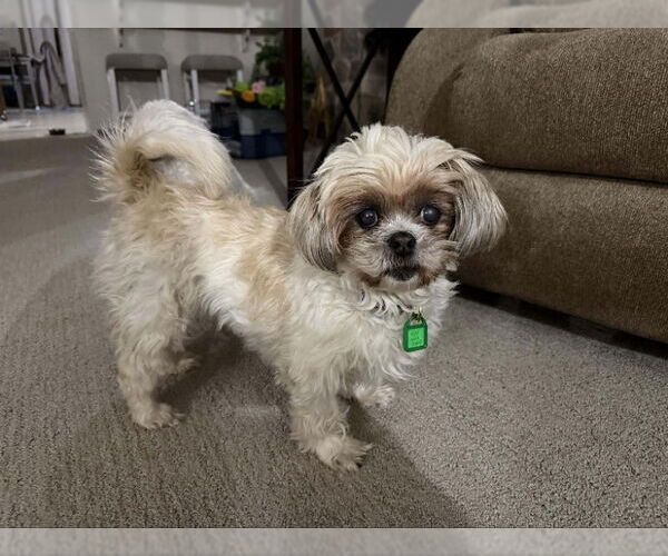 Medium Photo #1 Shih-Poo Puppy For Sale in Mukwonago, WI, USA