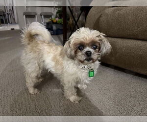 Shih-Poo Dogs for adoption in Mukwonago, WI, USA
