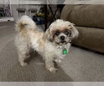 Small Shih-Poo