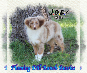 Miniature Australian Shepherd Puppy for sale in FORESTBURG, TX, USA