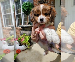 Cavachon Puppy for sale in AUBURN TOWNSHIP, OH, USA