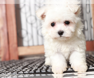 Maltese Puppy for sale in NAPLES, FL, USA
