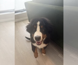 Bernese Mountain Dog Puppy for sale in DETROIT, MI, USA