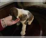 Small Photo #7 English Springer Spaniel Puppy For Sale in STATESVILLE, NC, USA