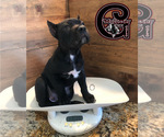 Small Photo #2 Cane Corso Puppy For Sale in CORONA, CA, USA