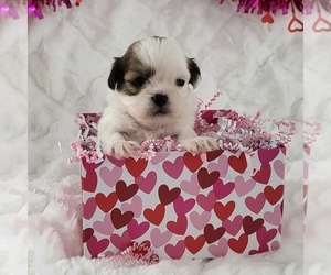 Zuchon Puppy for sale in ARTHUR, IL, USA