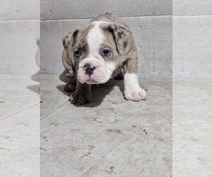 Olde English Bulldogge Puppy for Sale in NILES, Michigan USA