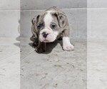 Image preview for Ad Listing. Nickname: Litter of 12