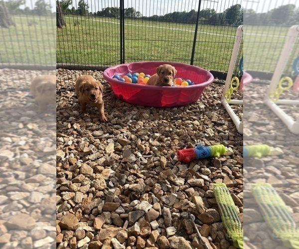 Medium Photo #10 Golden Retriever Puppy For Sale in MARSHFIELD, MO, USA