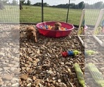 Small #9 Golden Retriever