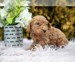 Small #2 Poodle (Standard)