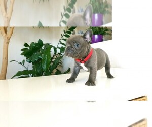 French Bulldog Puppy for sale in DECATUR, IL, USA