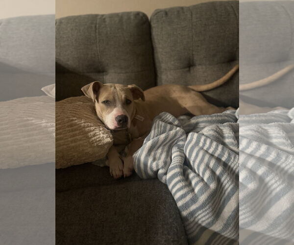 Medium Photo #4 American Pit Bull Terrier-American Staffordshire Terrier Mix Puppy For Sale in Phoenix, AZ, USA